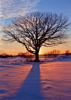 "Winter Oak" by Bill Nitzke, Cottage Grove WI - Photography